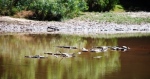 freshwater crocodiles